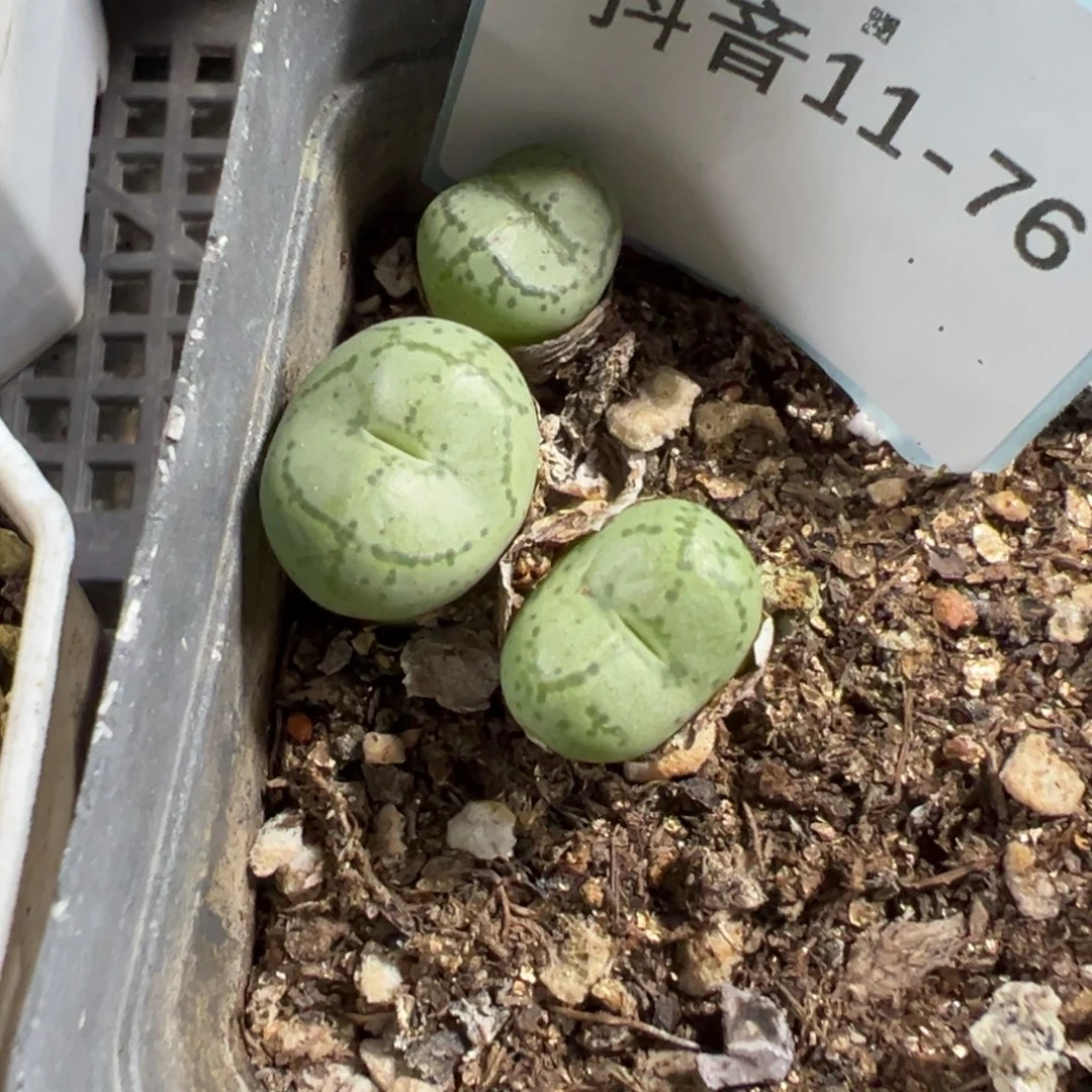 11-76肉锥多肉植物