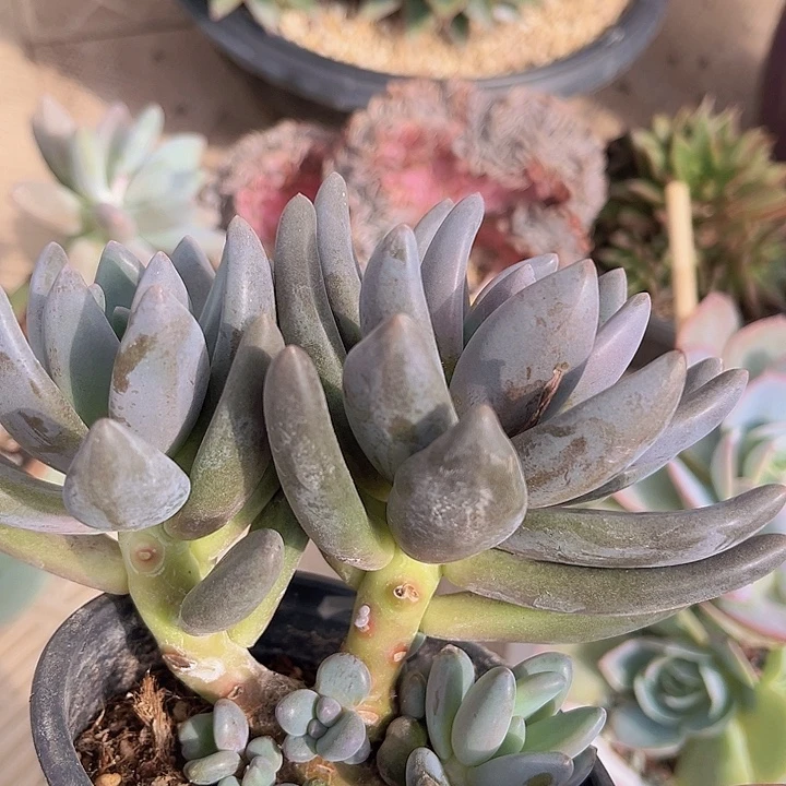 黑加仑3172多肉植物