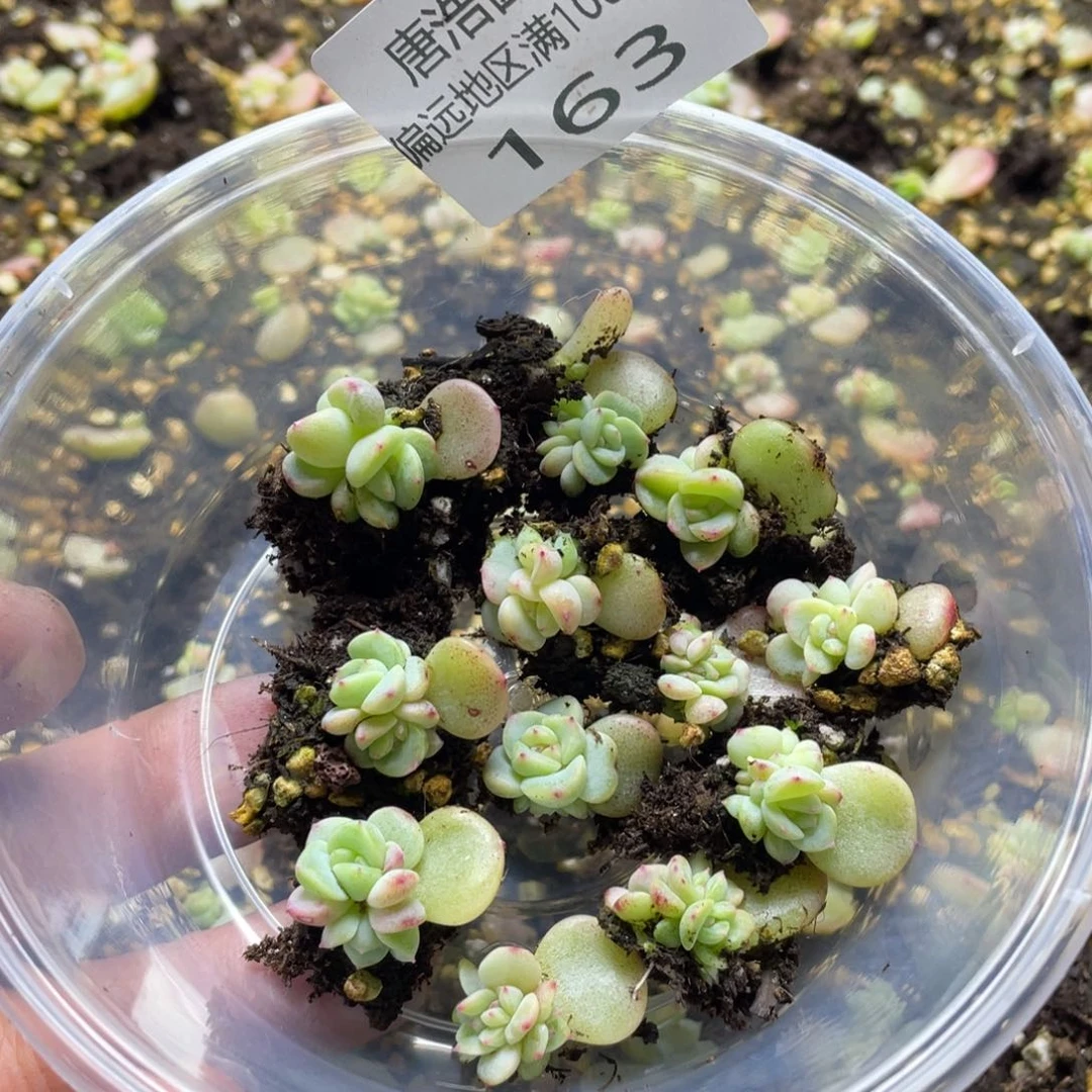 败*甜心E一物一拍163