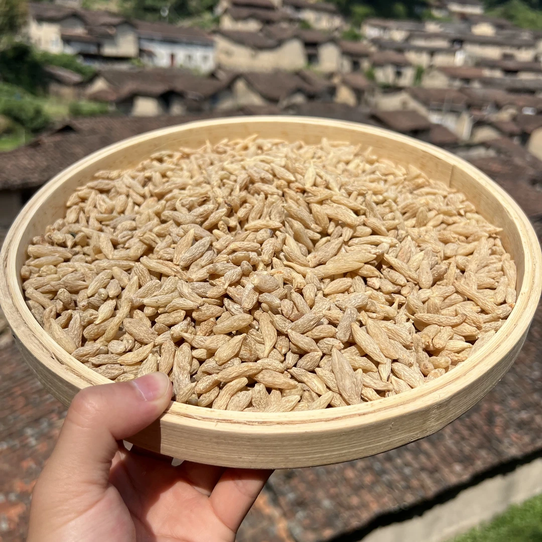 高山 农家 麦冬