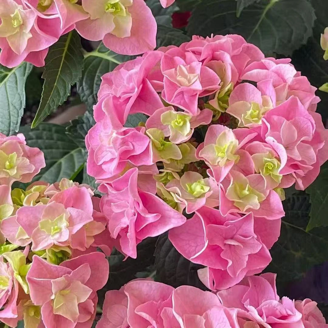 福利雷王绣球（轻微瑕疵当苗卖，不包售后）