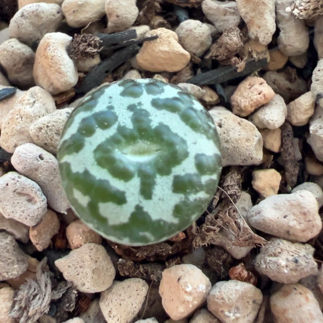 6***6多肉植物多肉植物