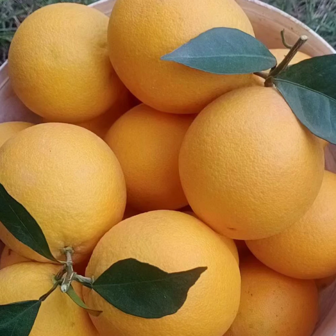正宗江西赣南脐橙新鲜现摘香甜多汁产地直发水果橙子