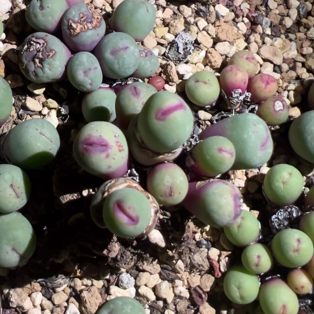 半*上专拍专拍 肉锥植物