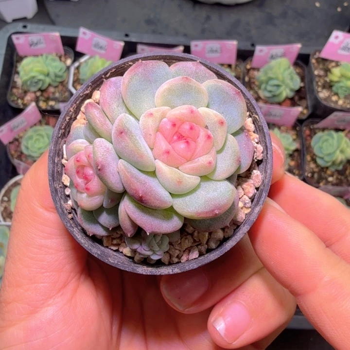 肉***肉秃子甜心开播福利