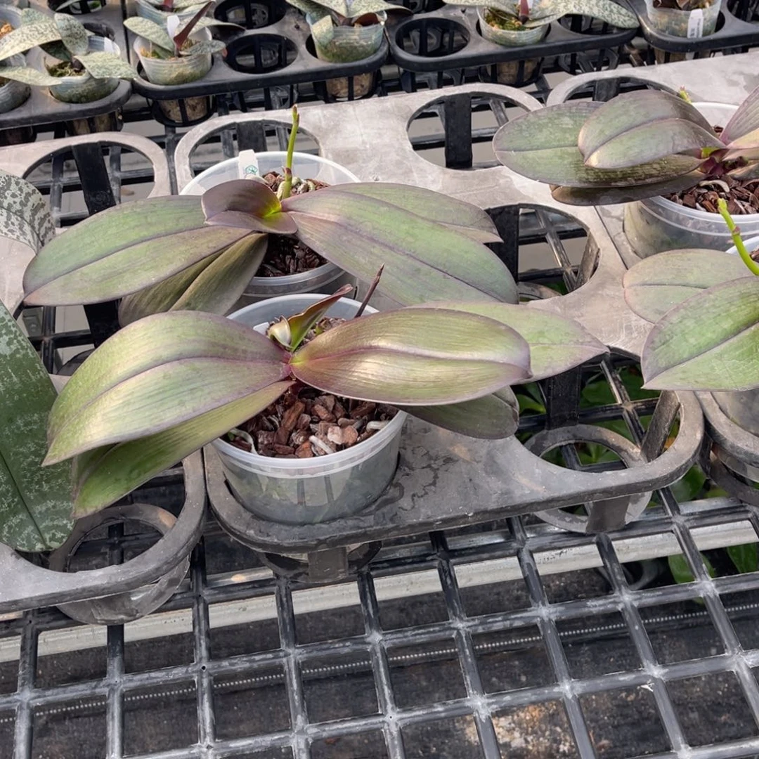 当前无花栽培后可以开花美琪红宝石4.5寸大桶高芽花剑大壮苗