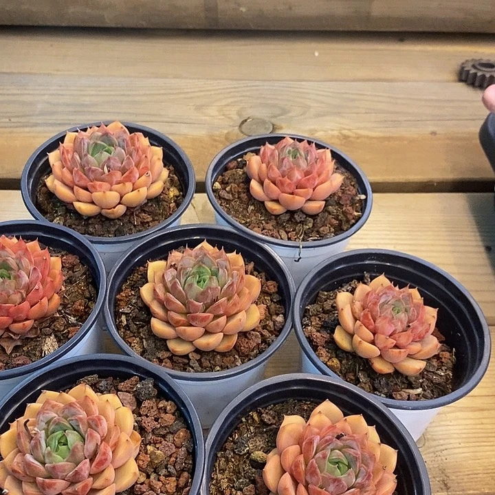 浪漫福利多多去拍