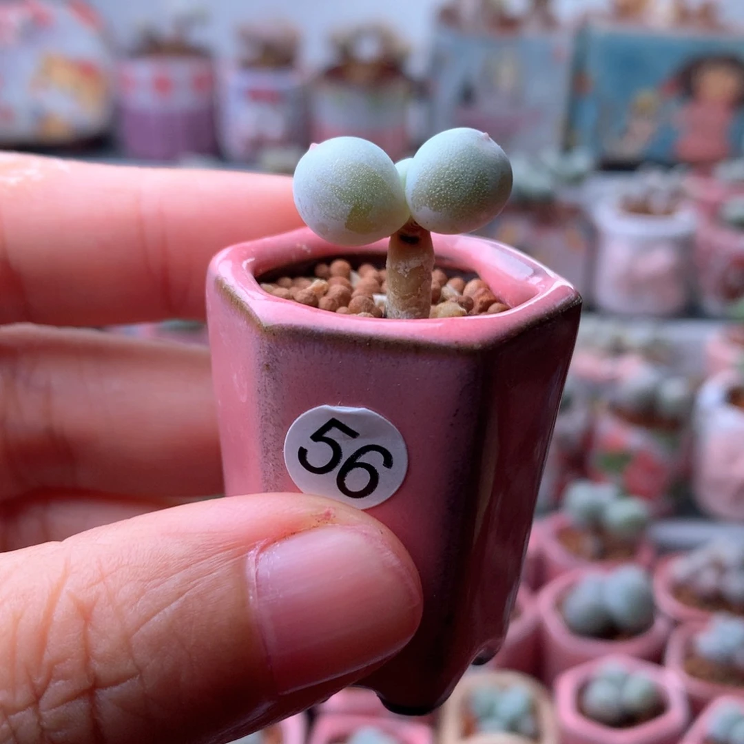 完全开放黄金鸡蛋奶