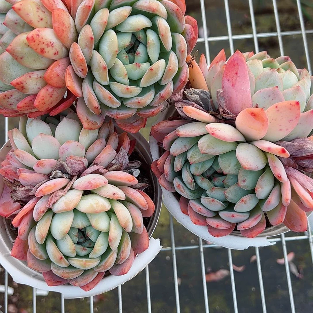 全明星双头起三盆