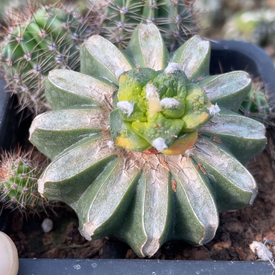 小***椒全部花朵牡丹锦苗 带盆子 仙人球