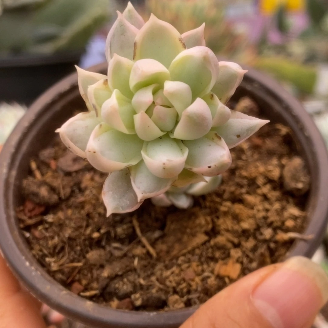 400牡丹冰锦锦锦锦锦锦