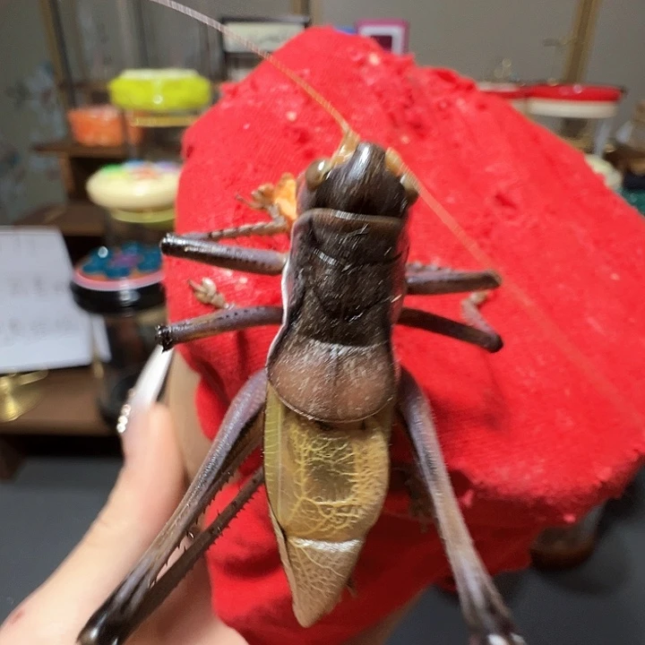 蝈蝈蝈蝈蝈蝈蝈蝈