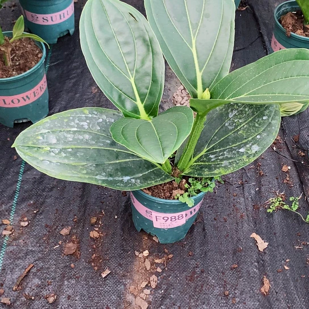 无花朵用****2木本花卉988叶损
