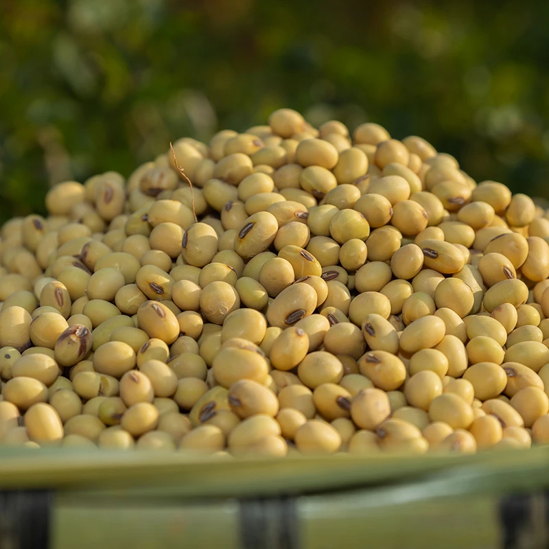 【娄山云集】贵州本地农家黄豆