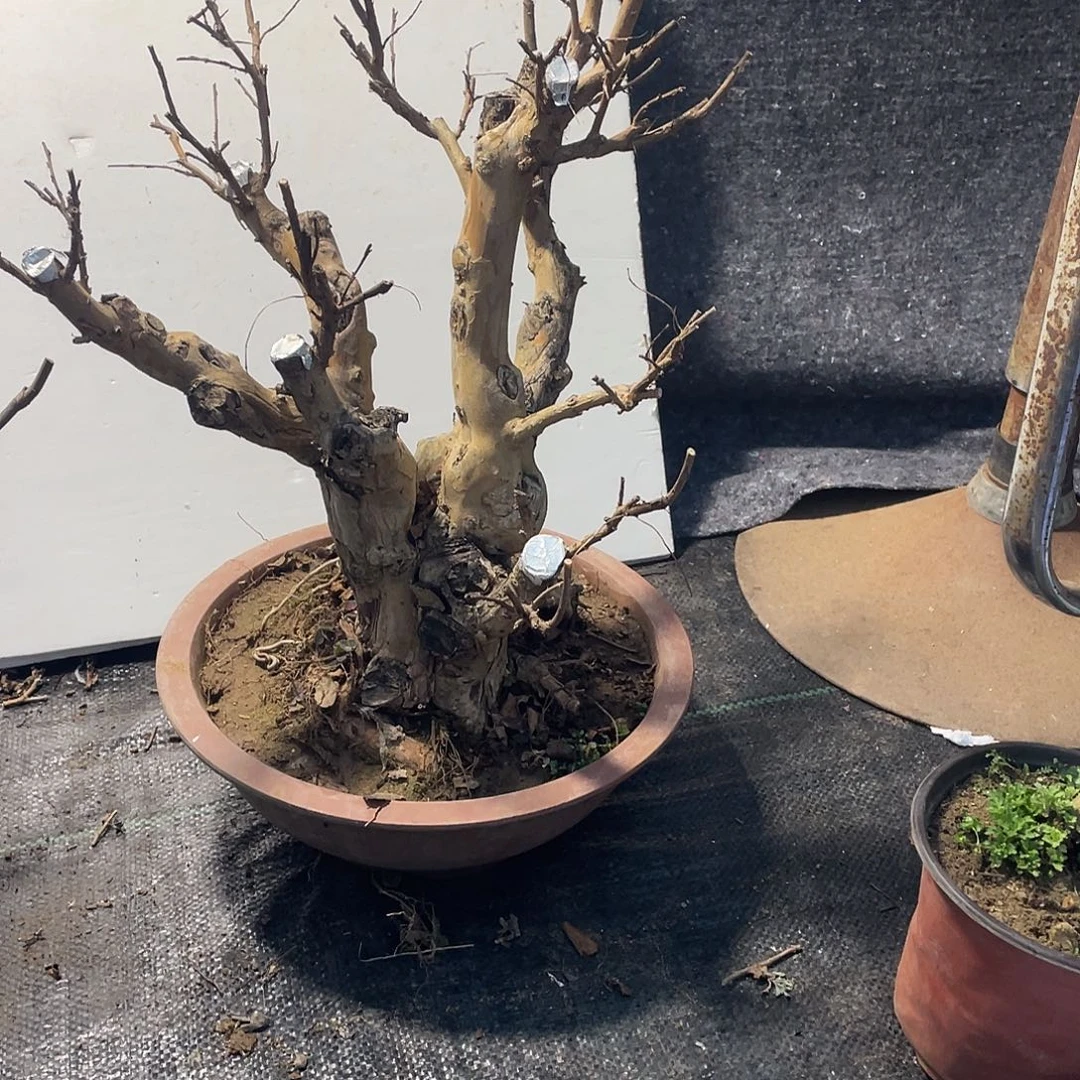 生***荡完全开放紫薇盆景