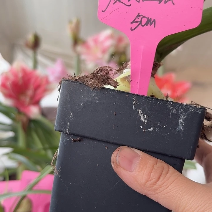 无花朵魔幻之旅朱顶红直径5cm