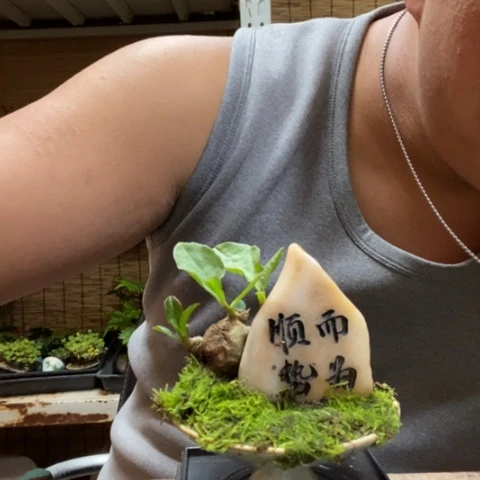 红陶一物一拍所见即所得177
