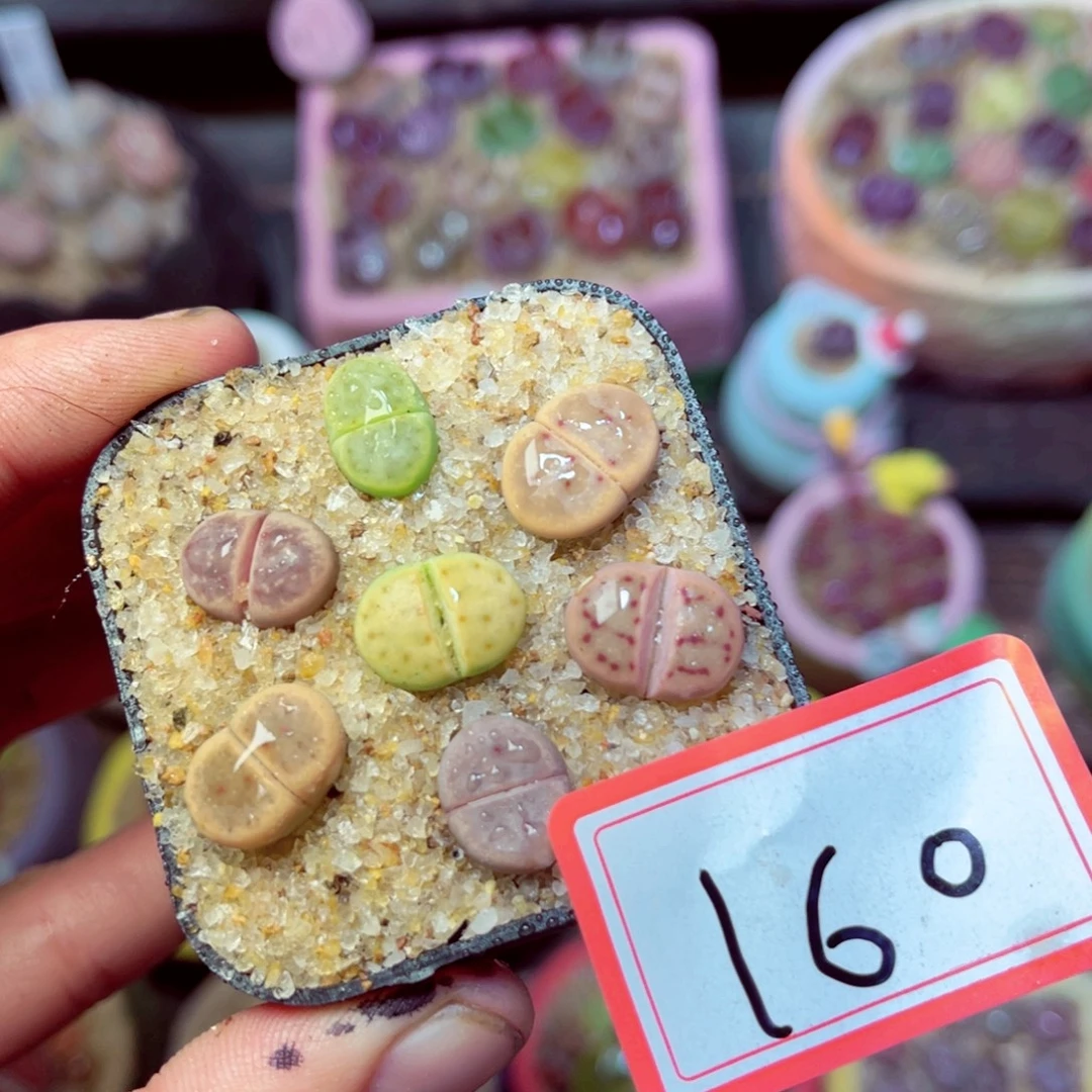 160生石花带盆发1
