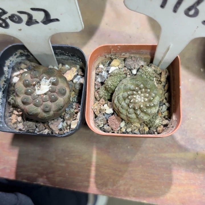 1165 8022二个好养皮实