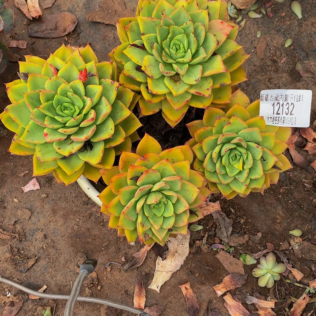 公***财       贝拉多肉12132