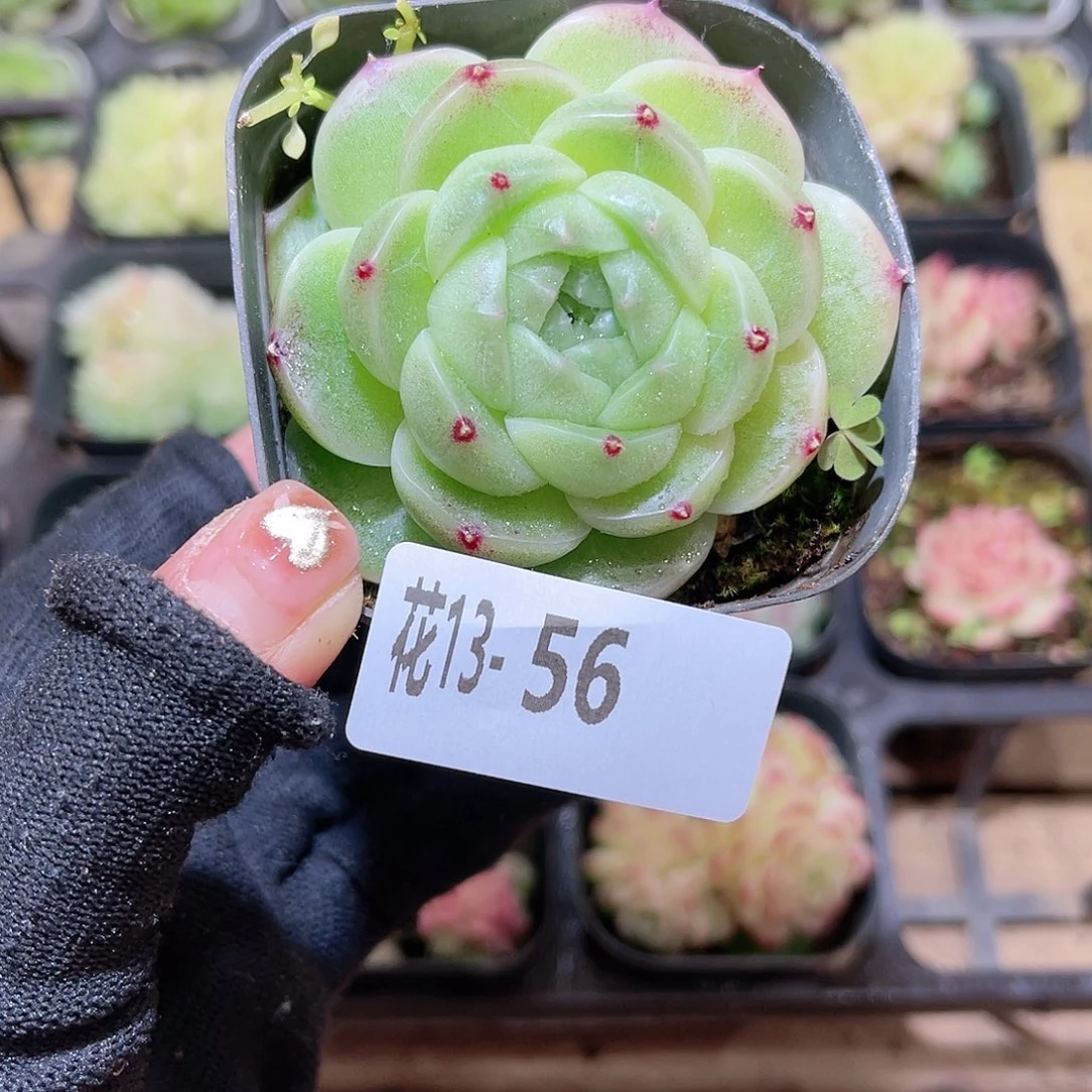 花13-56麦秆单头