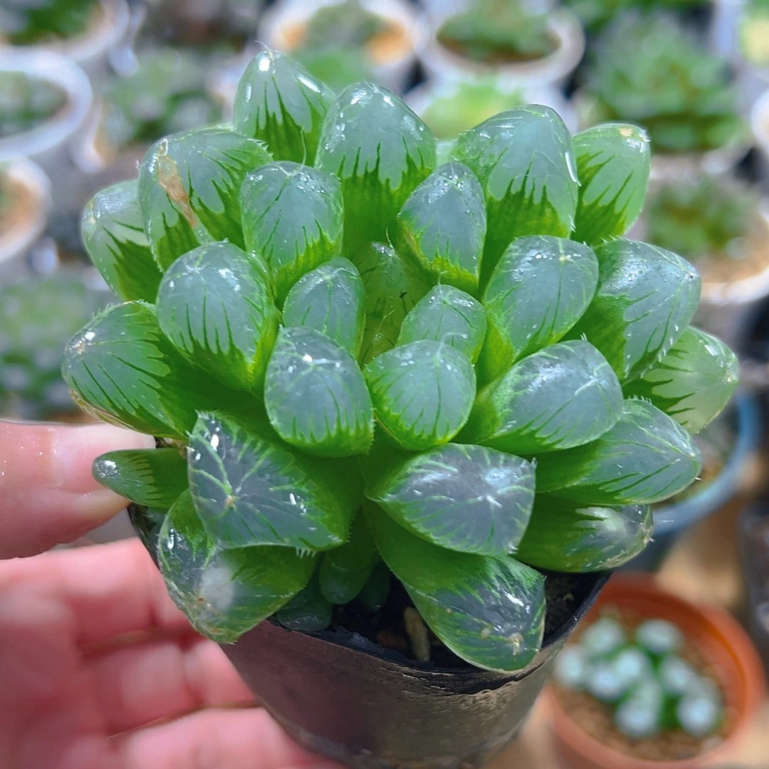 瑕疵灯芯玉露多肉植物一颗