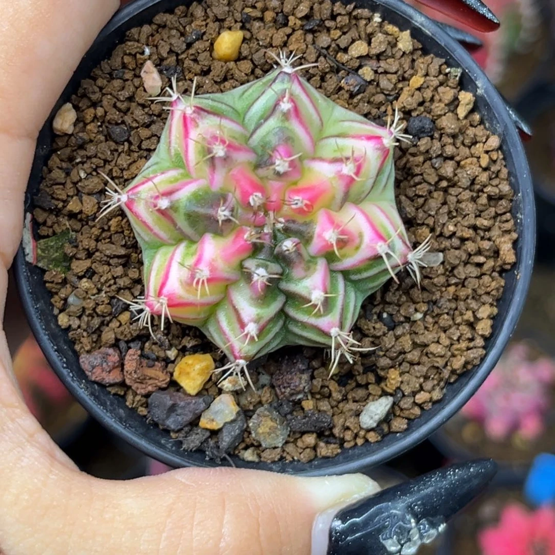 泰系米哈锦 带盆土发货