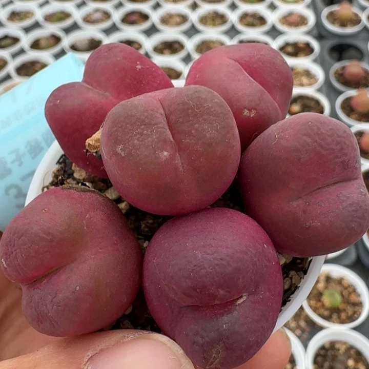 3714六颗毛汉尼福利出