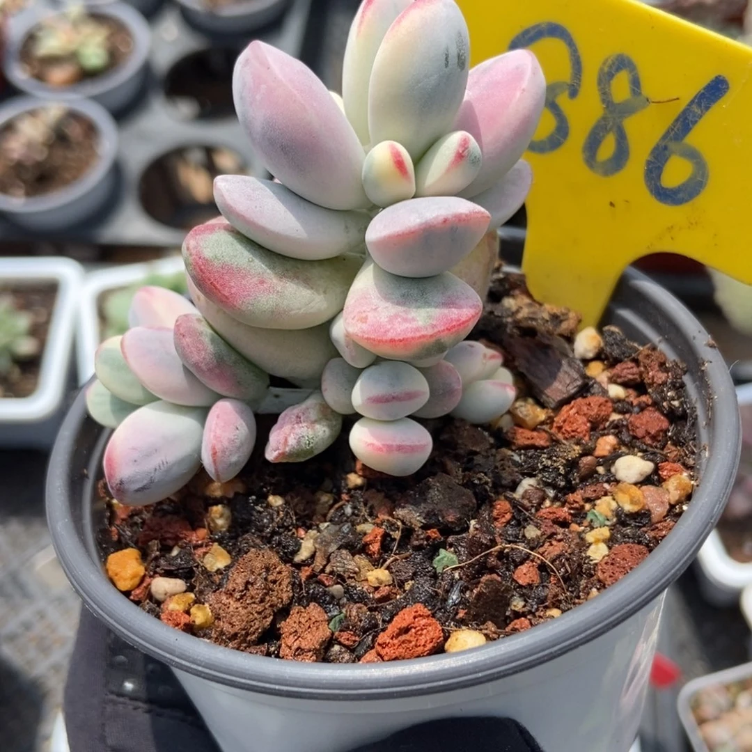 886度娘锦多肉植物保护