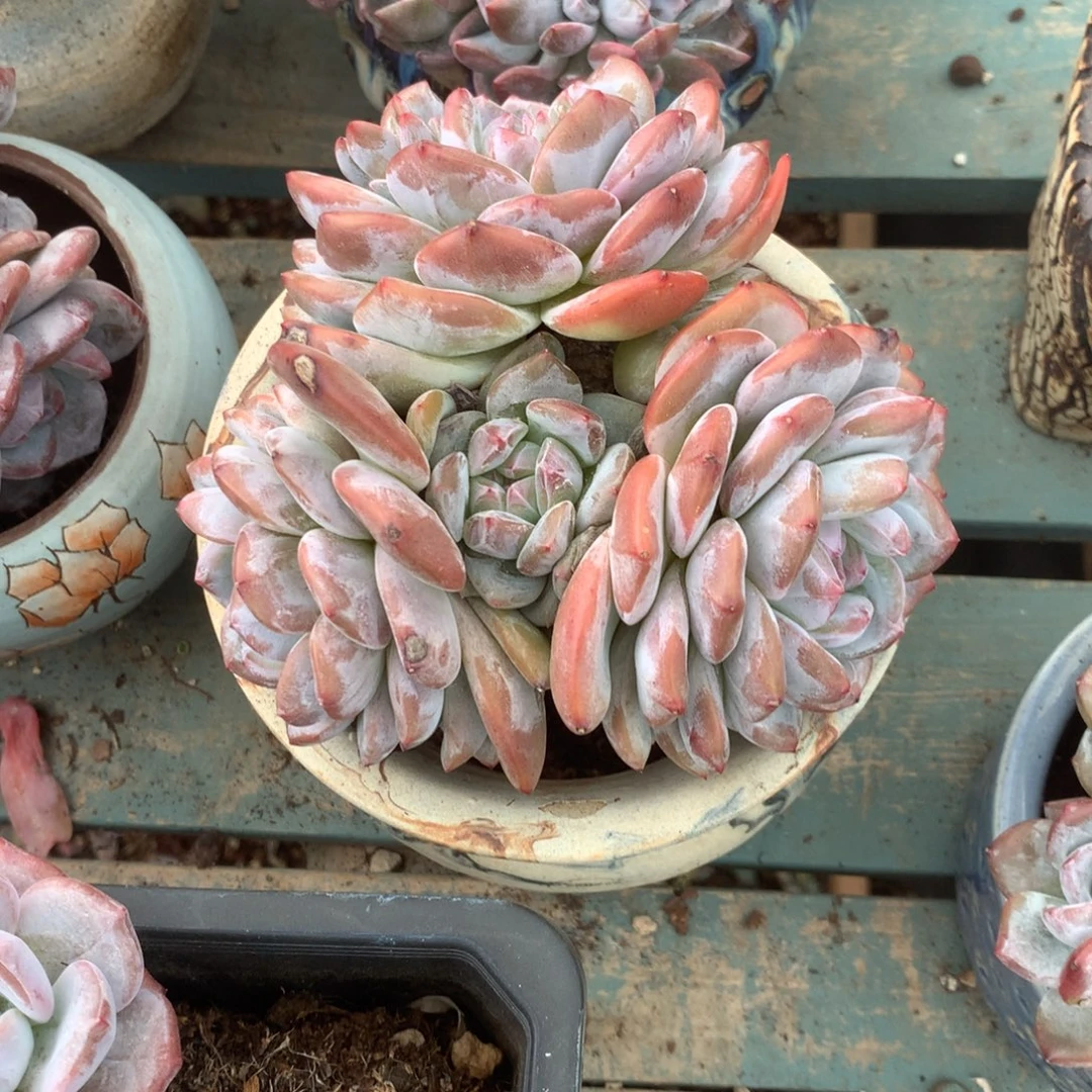 无花朵花花花花花花花花15