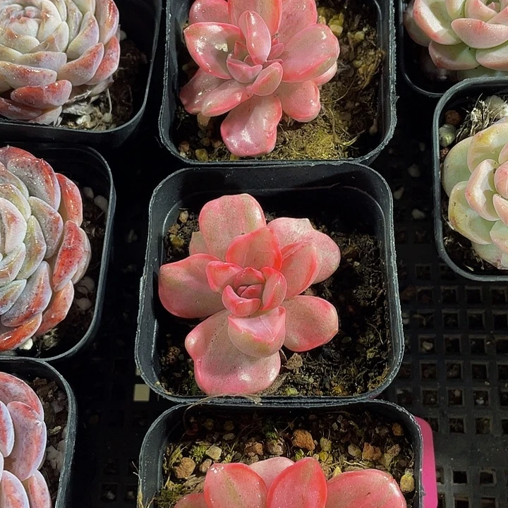 单头彩虹糖锦带哦土发