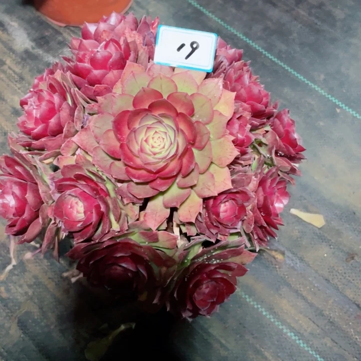 19老庄多肉法师桃花石