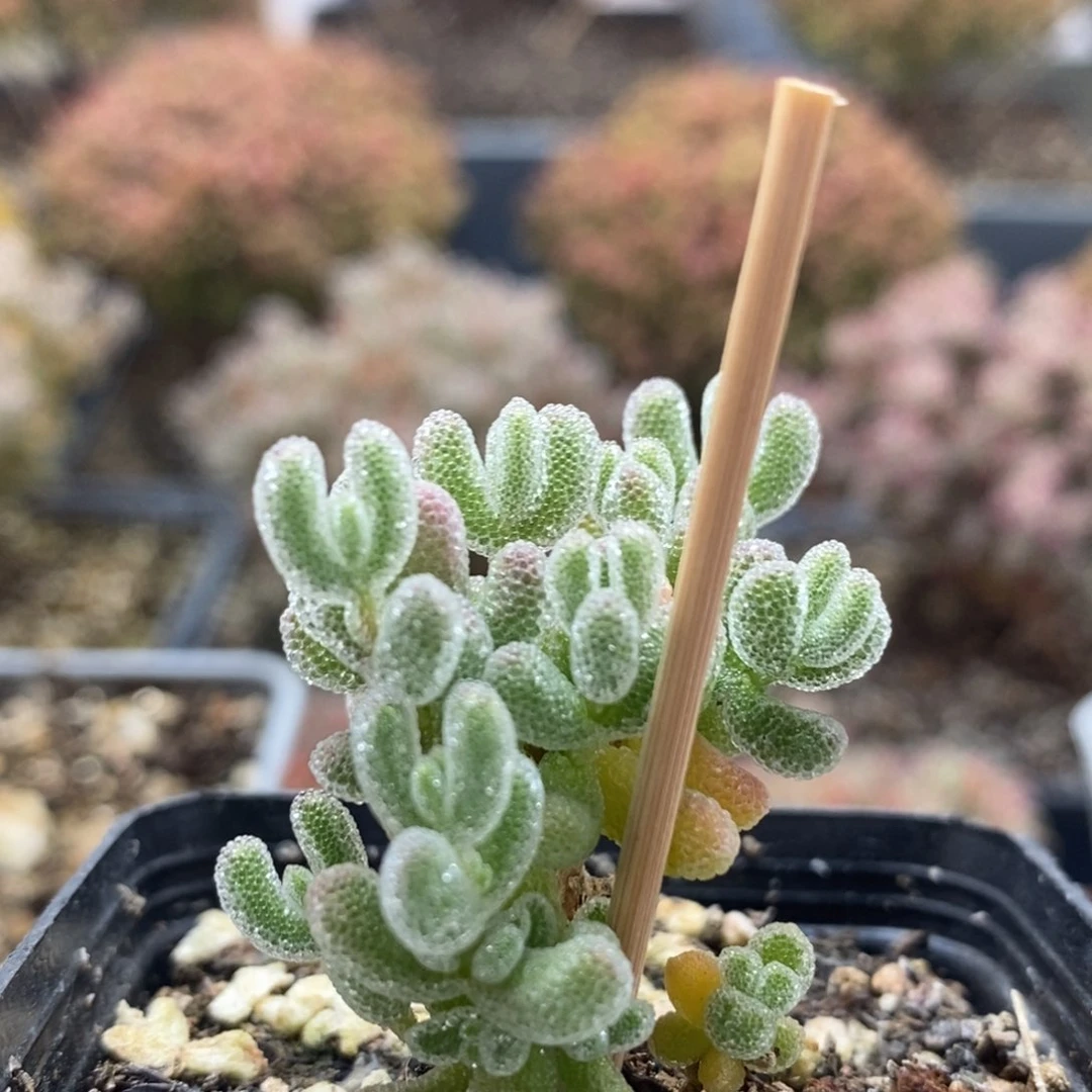 优选冰晶4668年后发货