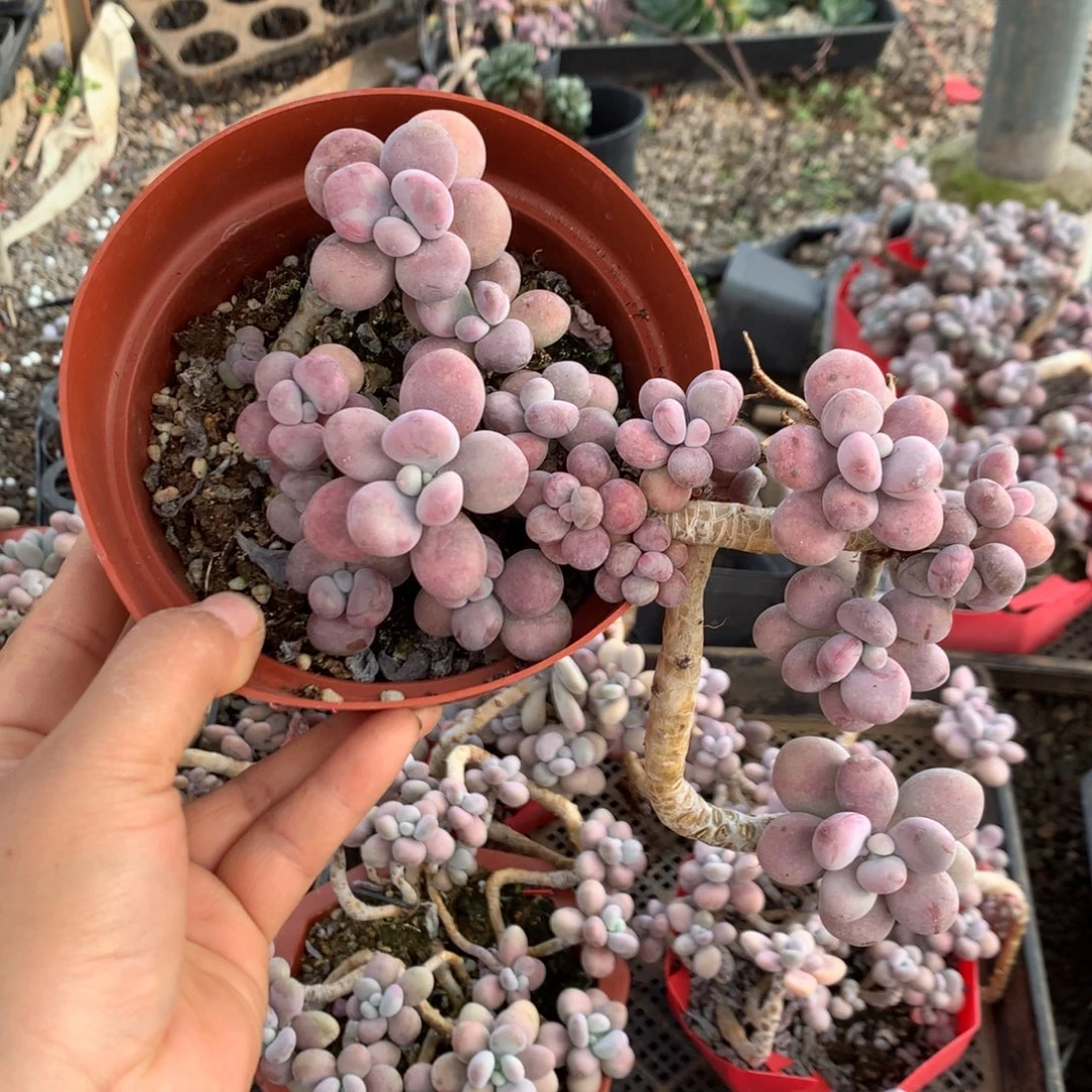 桃蛋老桩不带盆25号