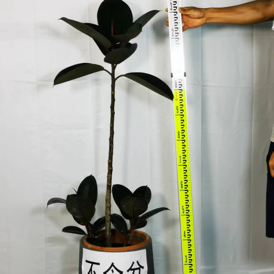 植物私生活造型飘枝黑金刚橡皮树绿植耐养客厅植物软装中古气质