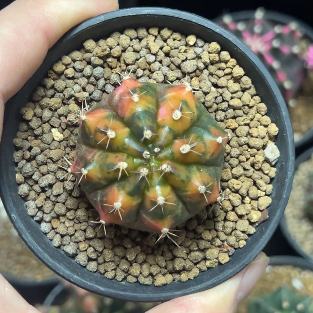 乌贼侧芽自根带盆土发货19