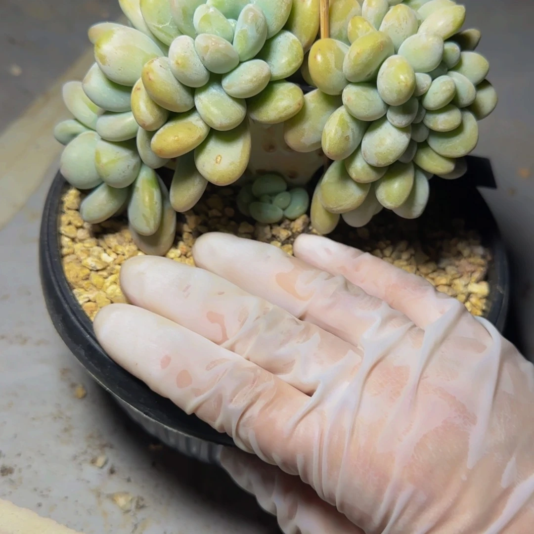 c c c c c c c c 35