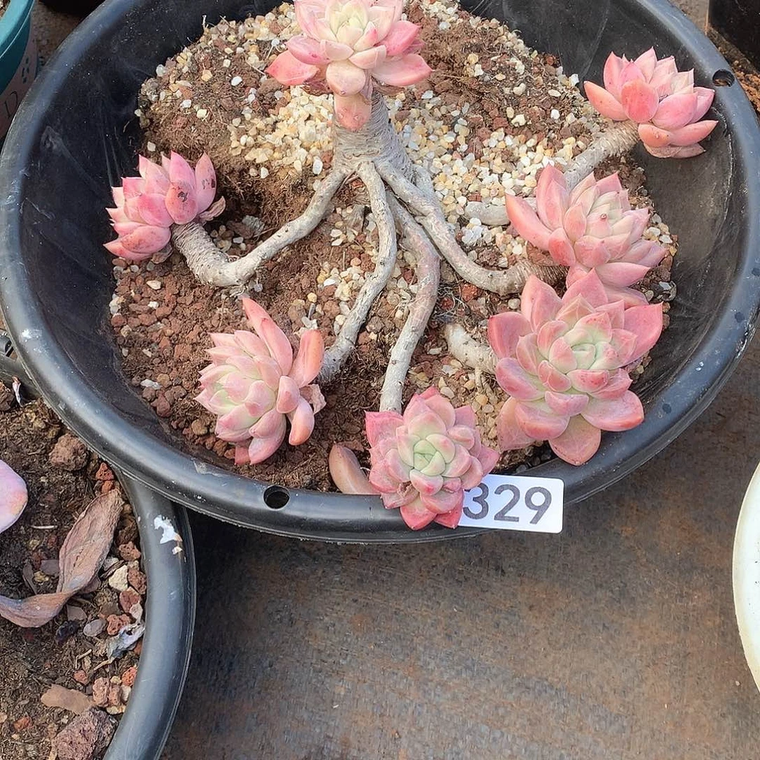 329 一物一拍多肉！