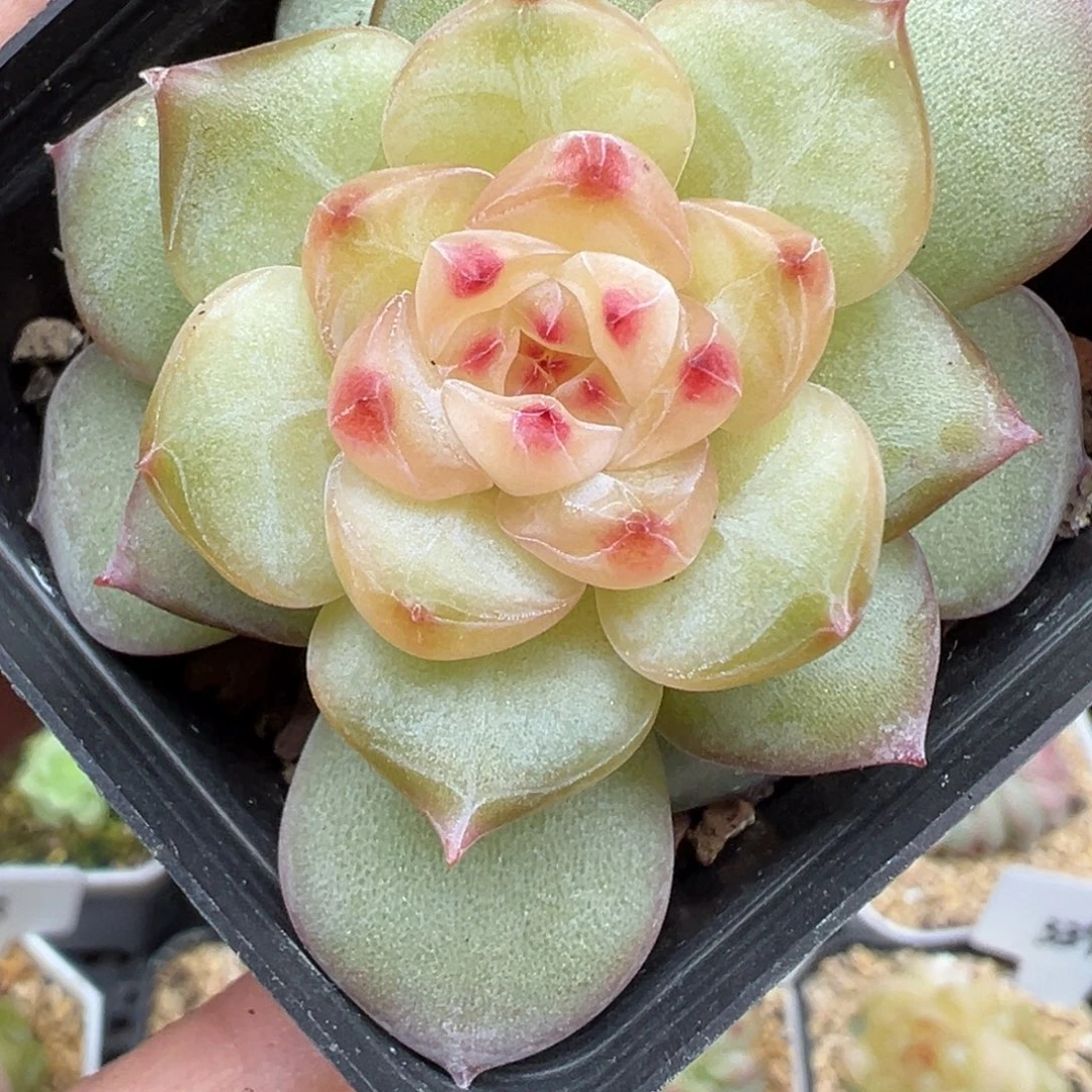 314号风花雪月系列新个体