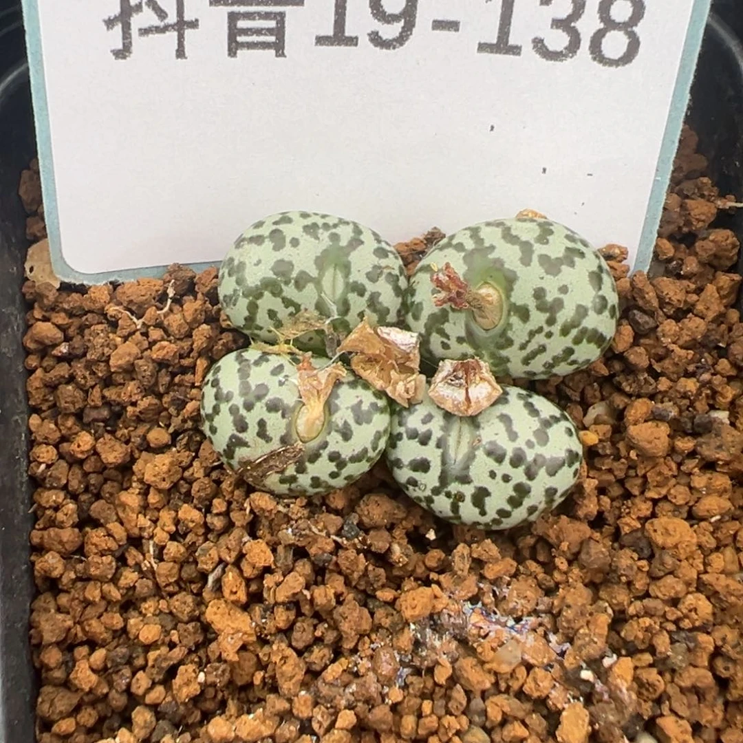 19-138肉锥多肉植物，
