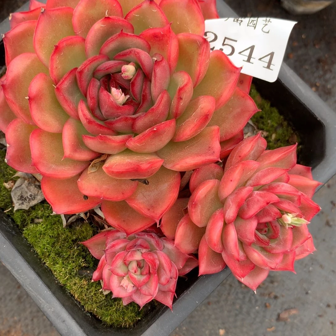 2544杂交多肉植物