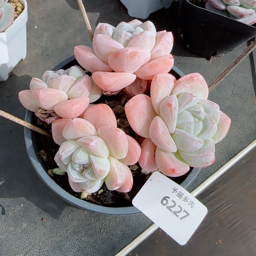 长杆冰玉，6227多肉植物