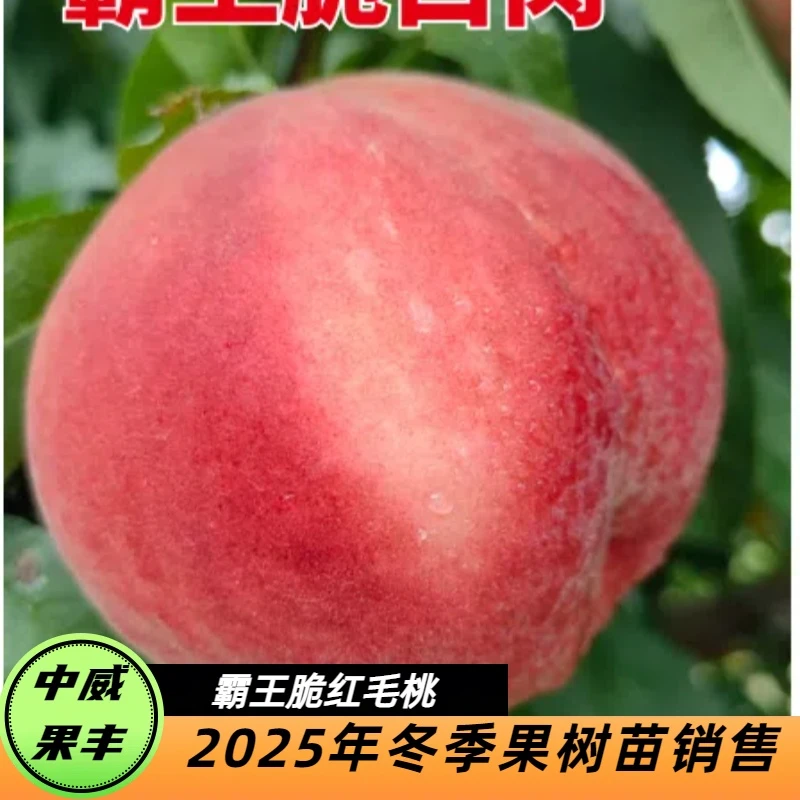 霸王脆红毛桃6月上中旬丰产耐储运果树桃子桃树图片