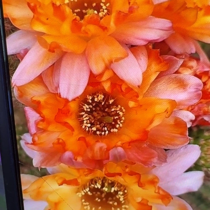 243白檀宝石3个无根侧牙，20包邮