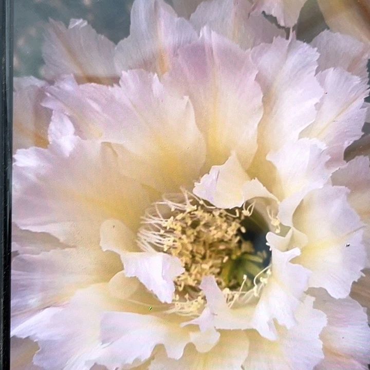 卷可可侧芽歪5公分以上满18包邮