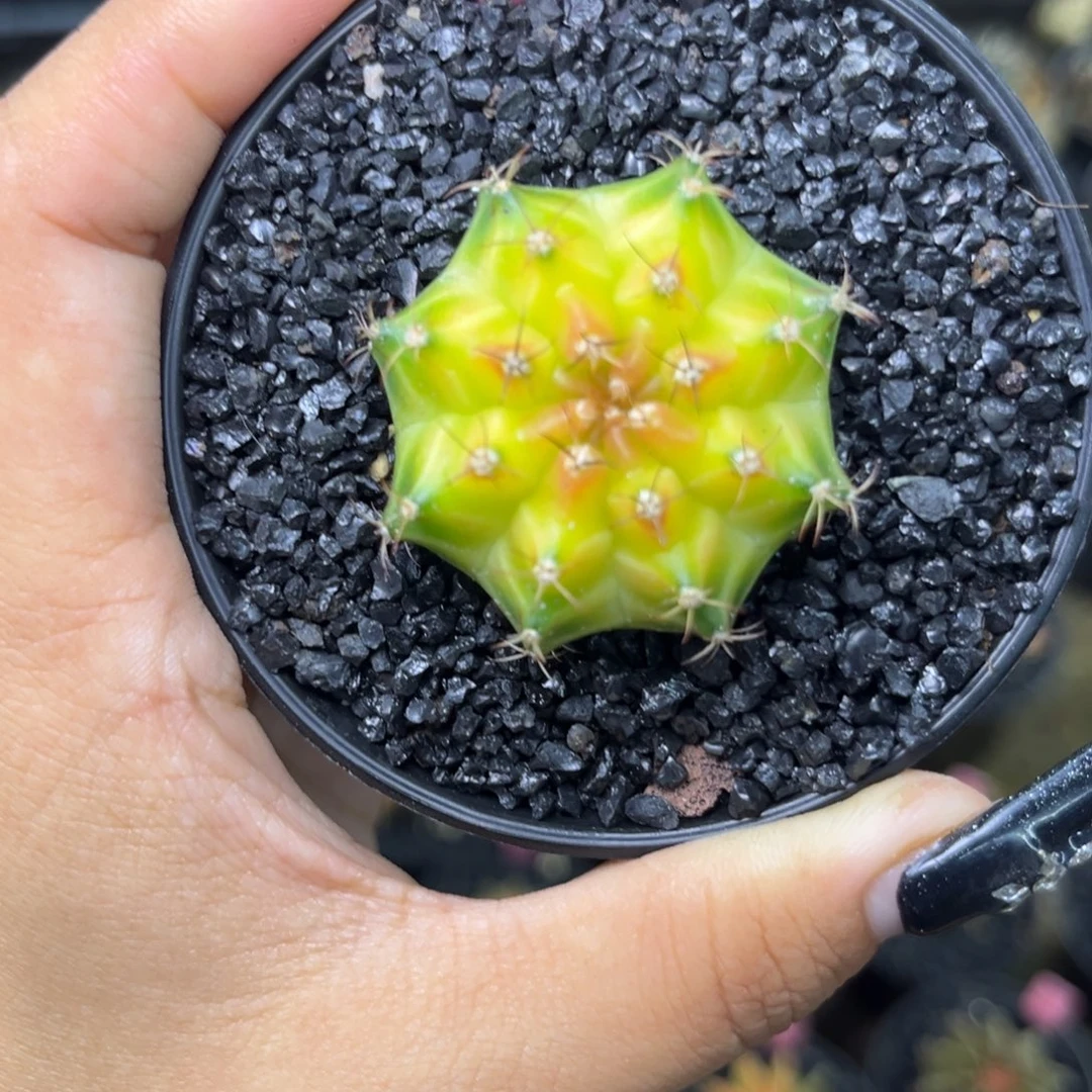 荧光色轮回 带盆土发货