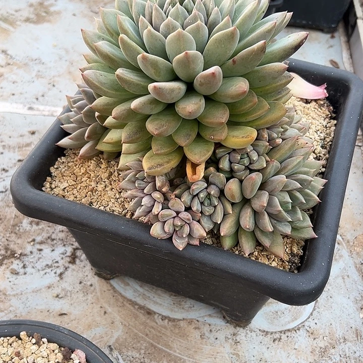 超大红象牙群生手捧多肉