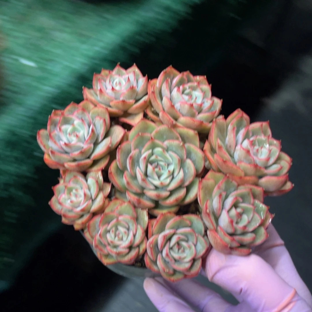 爱格利亚一物一拍28包邮非偏远