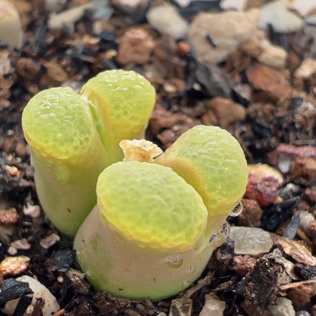 粉芭比极窗多肉植物百科