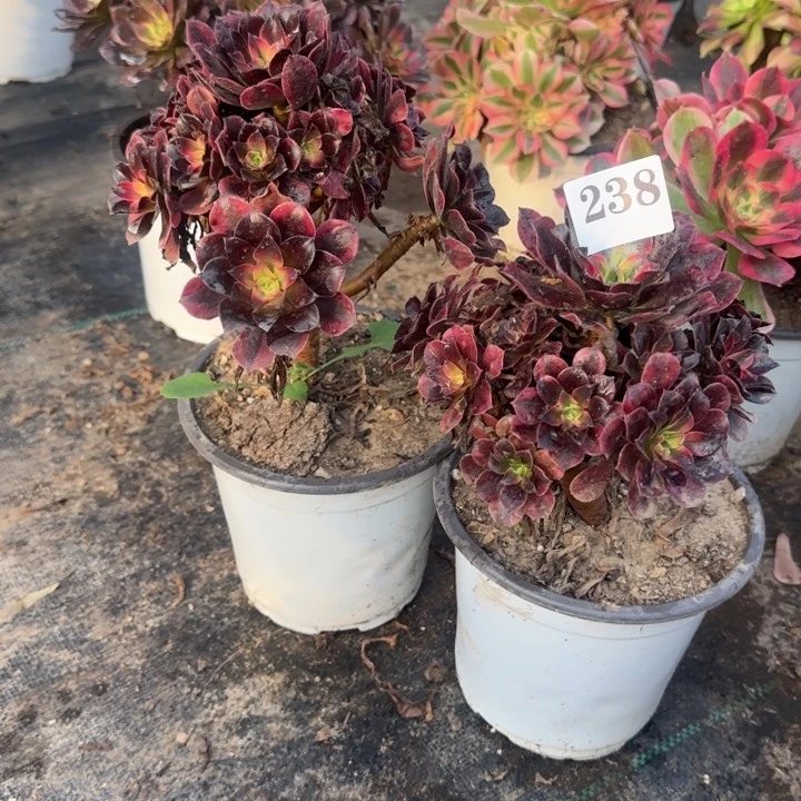 238两颗。    两单包邮。